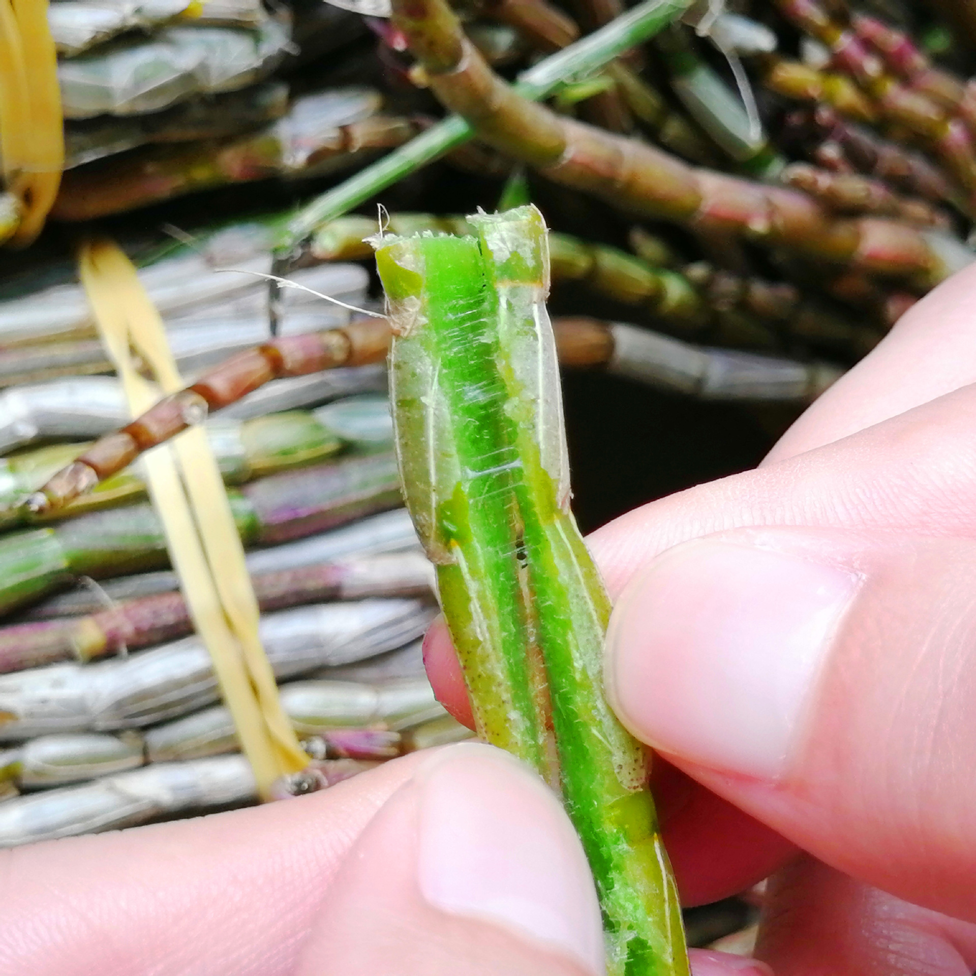 云南新鲜皮石斛鲜条 天然石斛枫斗 大量批发 一件代发|ms