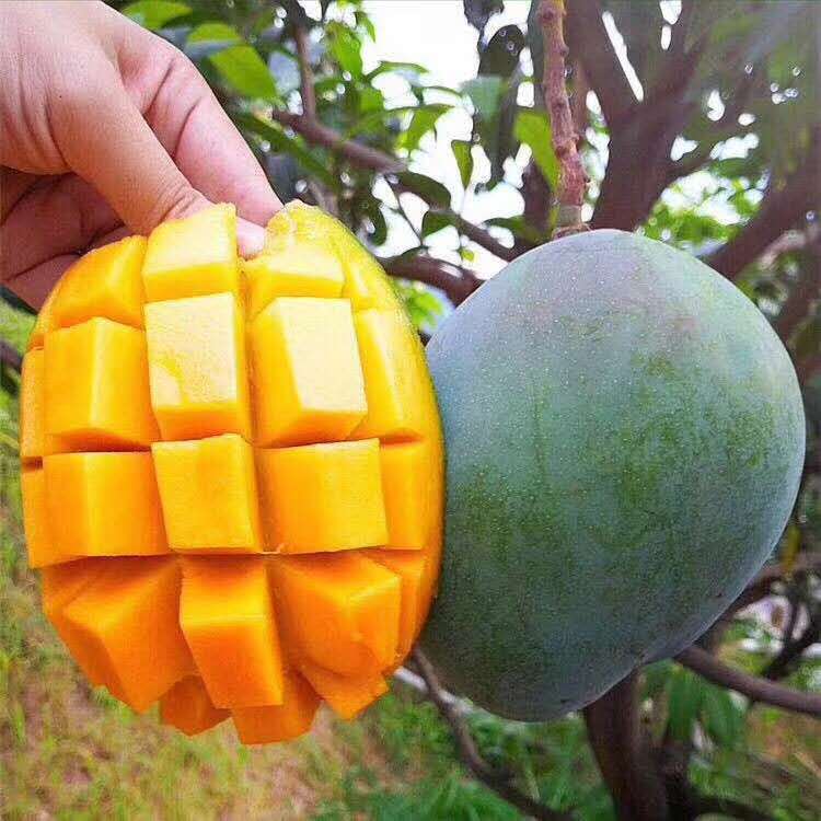 四川攀枝花凯特芒 大芒果 一件代发 5斤9斤包邮