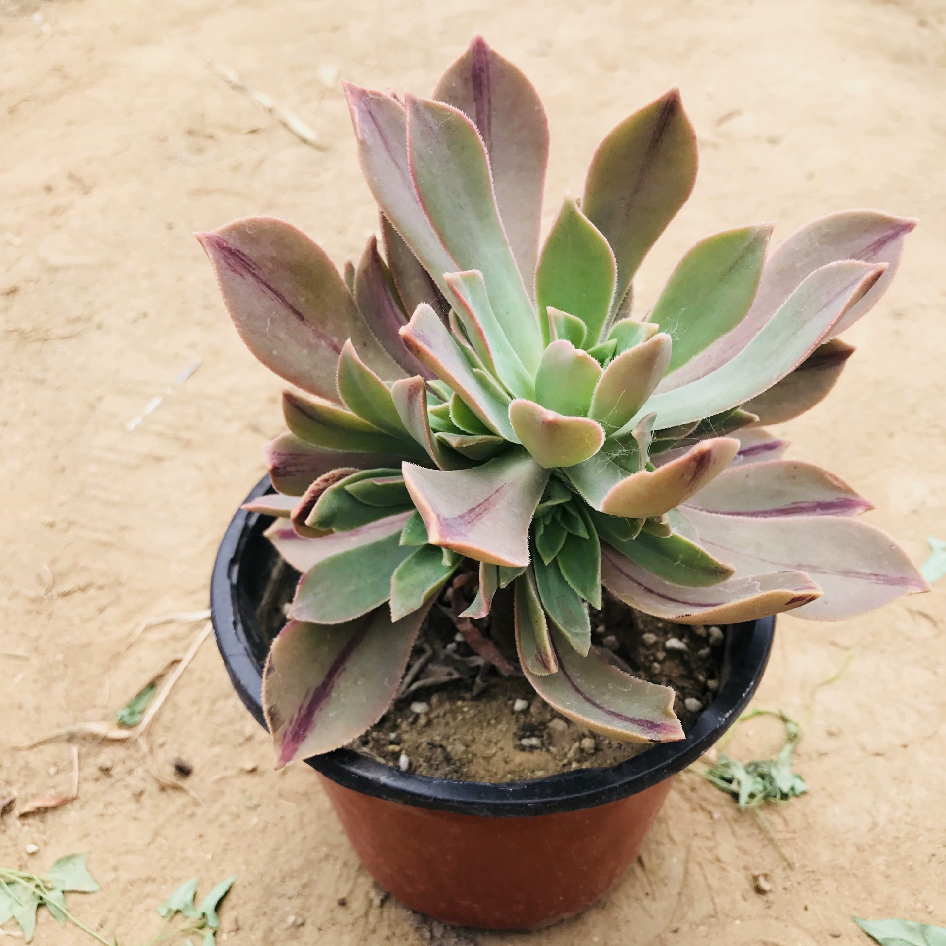 Оптовая Сорта Серии Черного Мага Чжун Цзан Цюй Маг Красный Лист Маг Очищает Воздушную Камеру Лотос Пальмовый Маг