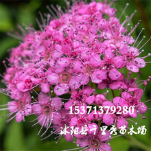 ���l���~�����շN�ӽ��潑�������~������Λ�Ȳ�����÷�R���}�N��