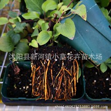 铁线莲3年生大种根 攀援花卉 藤本皇后 品种齐全 花色繁多批发