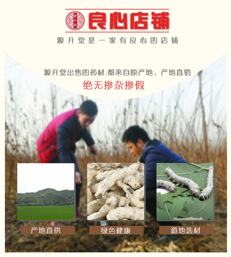 Bai Jiang Can (Bombyx batryticatus) — Sulfur-Free Dried Stiff Silkworm for TCM Decoction overview
