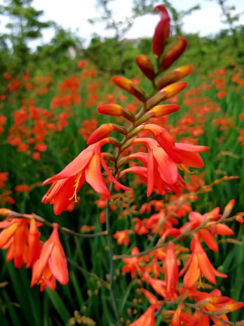 Поставка цветов Марса 30-50 см высокий мешок чашки рассады