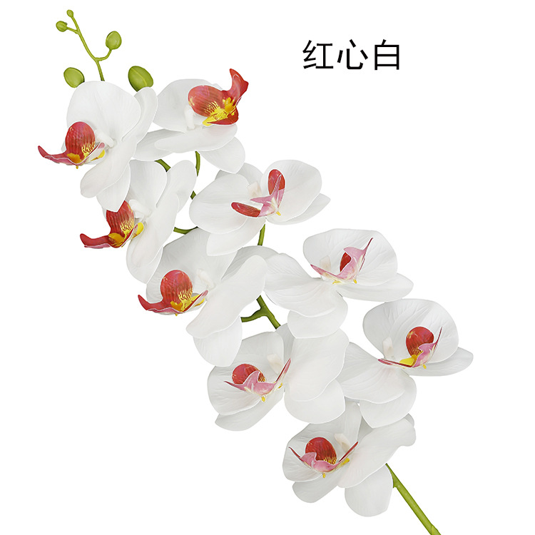 레드 하트 화이트