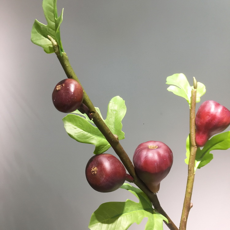 3-4酒红色无花果.JPG