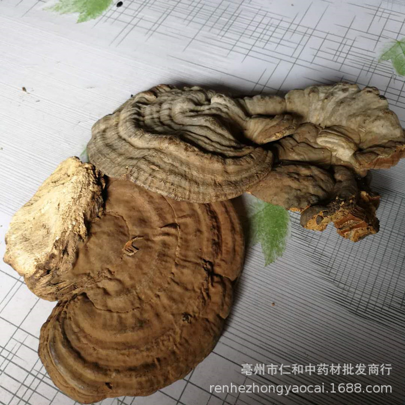 Dried Shu She Ling Zhi Tree Tongue Ganoderma Slices 500g Traditional Herbal Decoction Ingredient specifications
