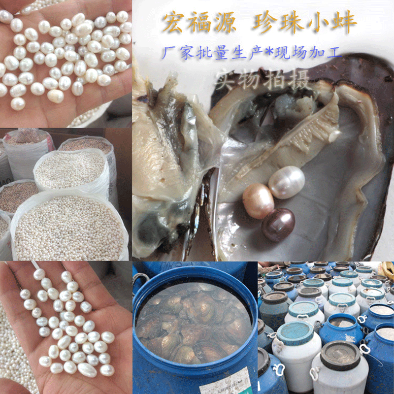 HB-18 供应珍珠原产地  地摊超市北海珍珠小河蚌批发|ms