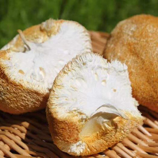 Гутиан специально произведен съедобные грибные грибы сухие товары и питающие ингредиенты супа в животе, чтобы получить 250 г грибов грибов, оптом
