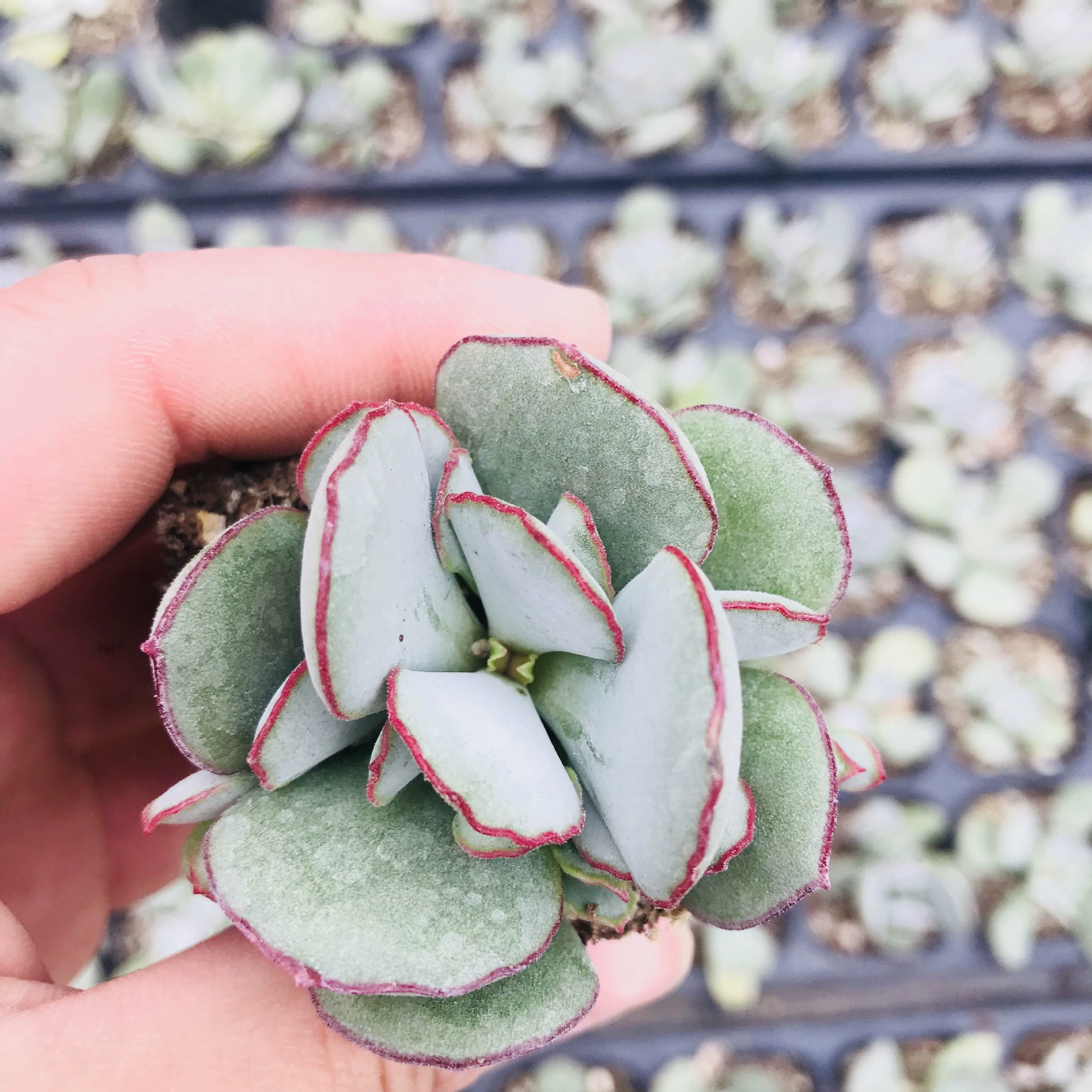 Hua A Po База Оптовая Сочные растения Шоколадная линия Новичок Haoyang Комбинация Шоколадная линия в горшке