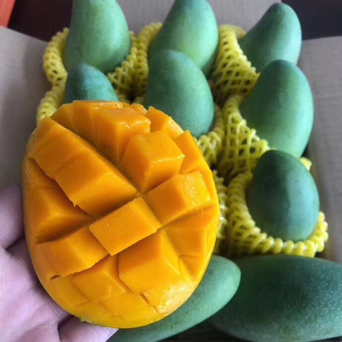 广西百色甜心芒金煌芒9斤青皮黄皮随机发货甜过贵妃芒