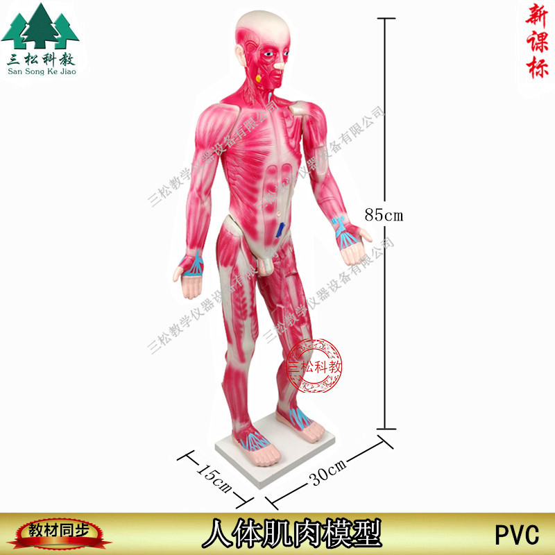33219人体肌肉模型85CM 生物 器材 pvc 教学仪器 保证