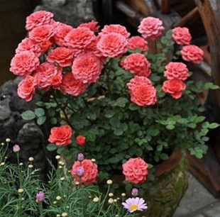 Wholesale Balcony Miniature Rose Seedlings Hula Dancer Multi-Flower Soft Fruity Scent Salmon Pink Four-Season Flowering Rose