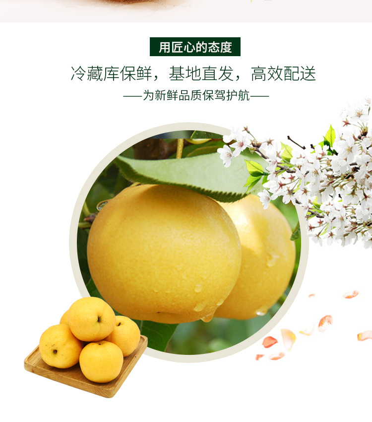 新鲜水果_皮薄山东特产地梨烟台新鲜水果5斤 莱阳大 - 阿里巴巴