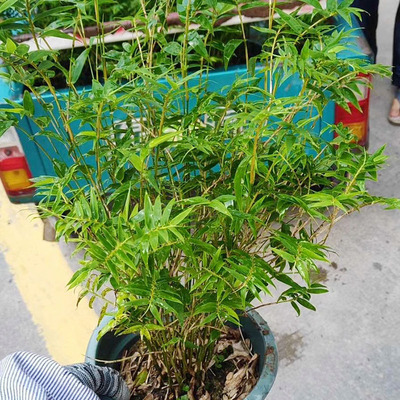 小米竹盆栽鳳尾竹四季常青室內外假山造景植物綠植