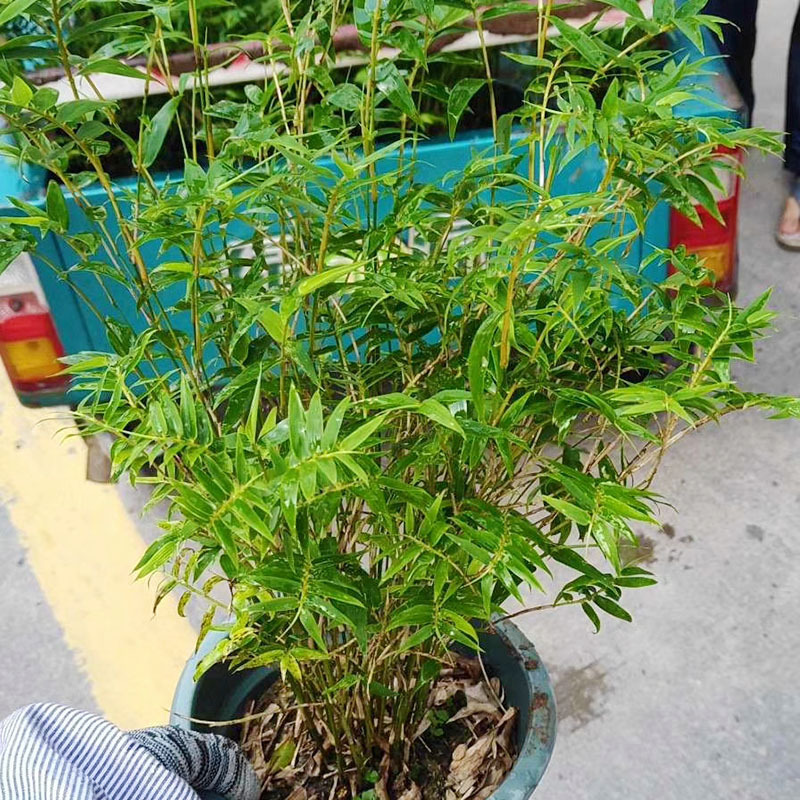 小米竹盆栽鳳尾竹四季常青室內外假山造景植物綠植