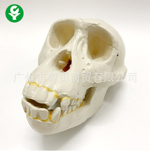 人体头骨模型 黑猩猩人头骨 分类 骷髅头骨 人体骨骼