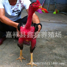 斗鸡养殖场 斗鸡价格 斗鸡品种 出售斗鸡 出售批发越南斗鸡