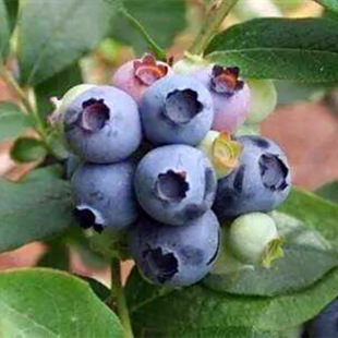 �������X�����{ݮ�� ���l���NҎ���m�ϵ��������X�����{ݮ��r��