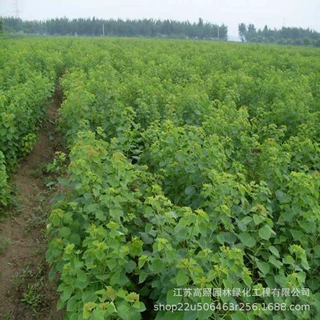 绿色系秋色叶木子树 绿化工程用行道乌桕树 湿地绿化宝塔形腊子树