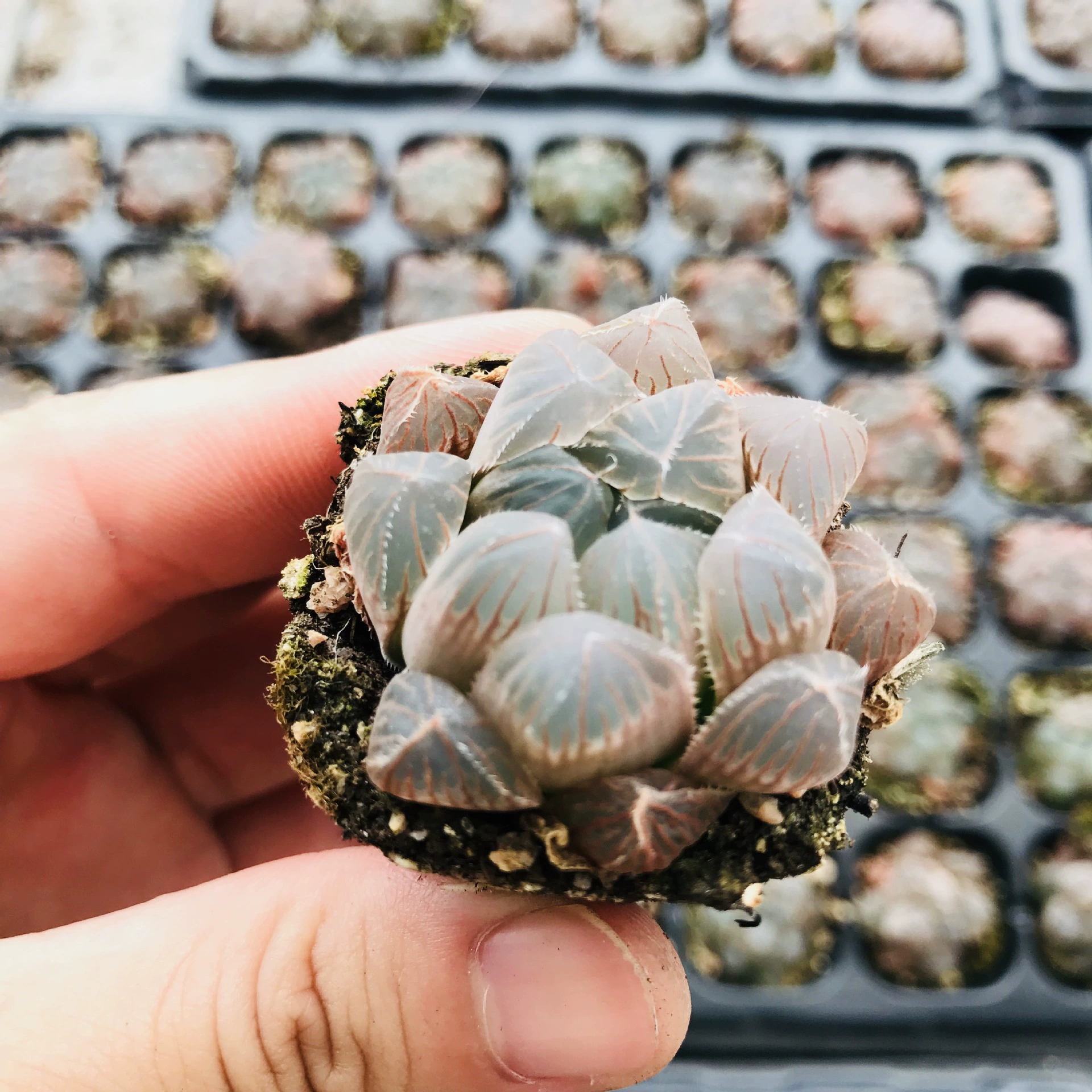 Мясистое растение Jade Dew оптом мясистая горшечная комбинация комнатных цветов синее зеркало 12 рулонов-забавное милое мясо