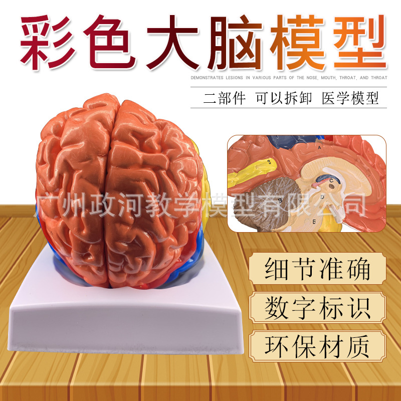 Universal physiological medical brain model, anatomy