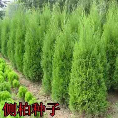 侧柏种子柏树种子洒金柏桧柏塔柏刺柏黄柏树籽种子-阿里巴巴