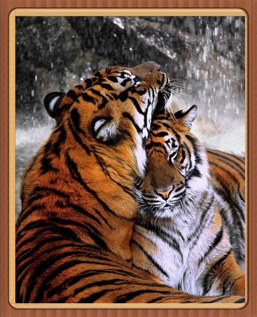 DW1227 两只老虎_2025