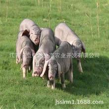 一代种梅山猪 原种梅山种猪 梅山母猪多少钱一头 江苏太湖猪价格