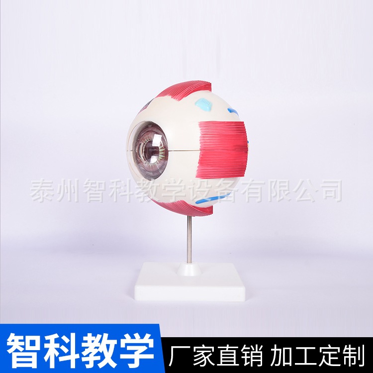 中学实验人体眼球模型眼睛放大模型眼球解剖模型 眼球教学模型