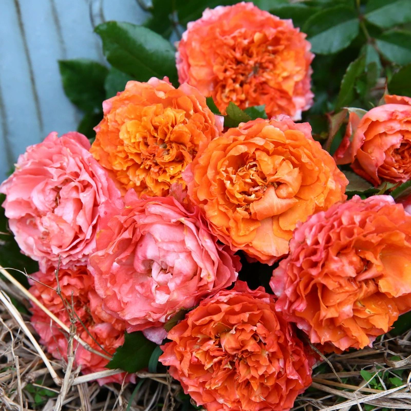 Оптовые срезанные саженцы роз Я тебя люблю балкон саженцы роз четыре сезона открытая терраса горшечные растения двор сад