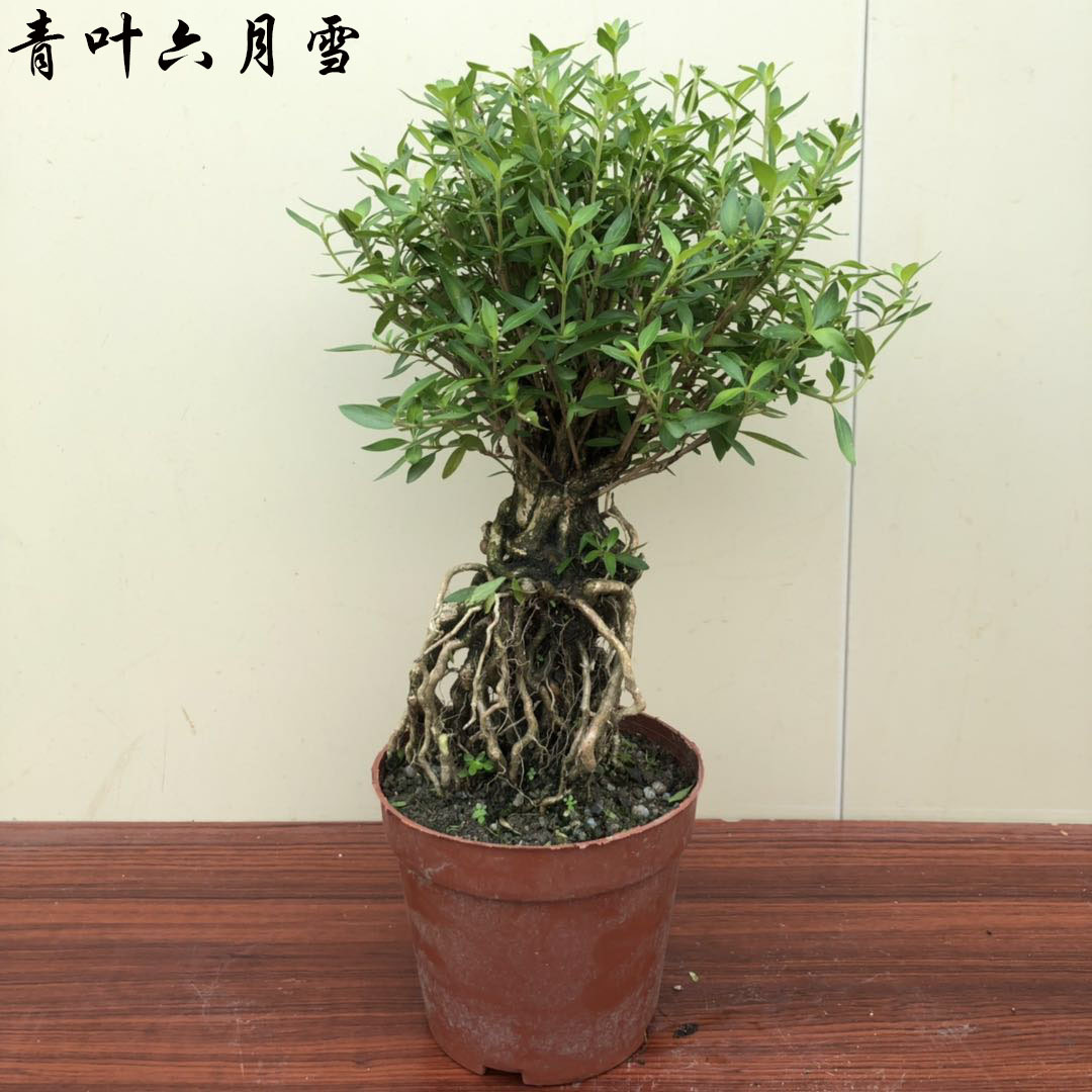基地直供 批发1造型提根六月雪盆景小盆栽批发满天星盆栽 阿里巴巴