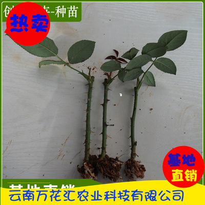 Professional Supply Kunming Rose seedlings high-grade Multiple Rose seedlings Watch Chiba Rose seedlings