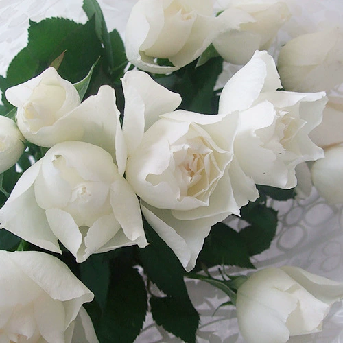 Японская срезанная Роза Рассада Сердце Капли воды Чистая белая роза в горшке Четыре сезона Цветение Большие цветы Сильный вкус Термостойкие растения