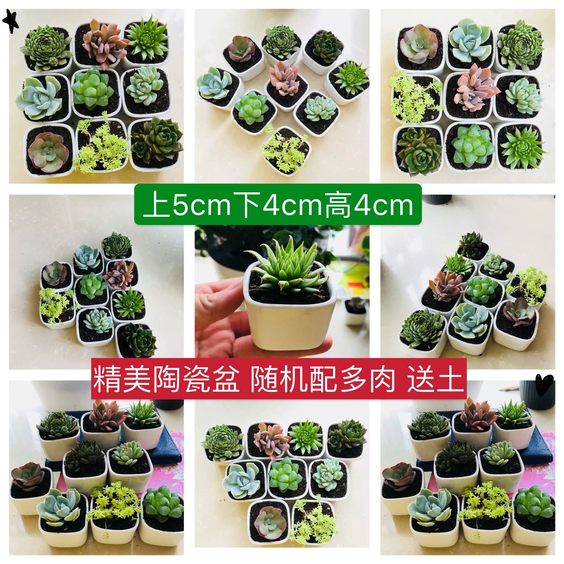 Сочные растения сочные горшечные растения оптом купить суккуленты для отправки керамических горшков DIY суккулентная комбинация комнатных цветов и зеленых растений