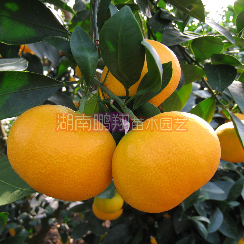 Hunan seedling/Fruit tree seedlings/Orange trees Ripe tangerine seedlings-Early Oita(Dafen 4)Guomiao