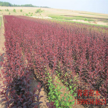 苗圃批發銷售紅葉李小苗 紫葉李苗 根系發達 綠化苗木 價格優惠