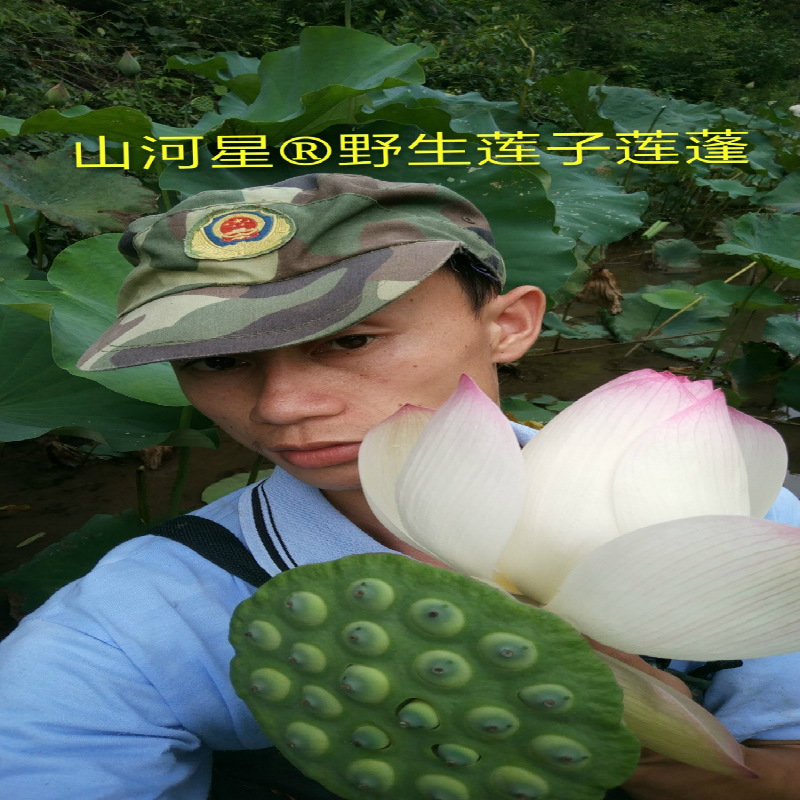 Sunward fresh wild Lotus seedpod 5 Fresh Lotus seed wild fruit White Lotus Jian Lin Safflower