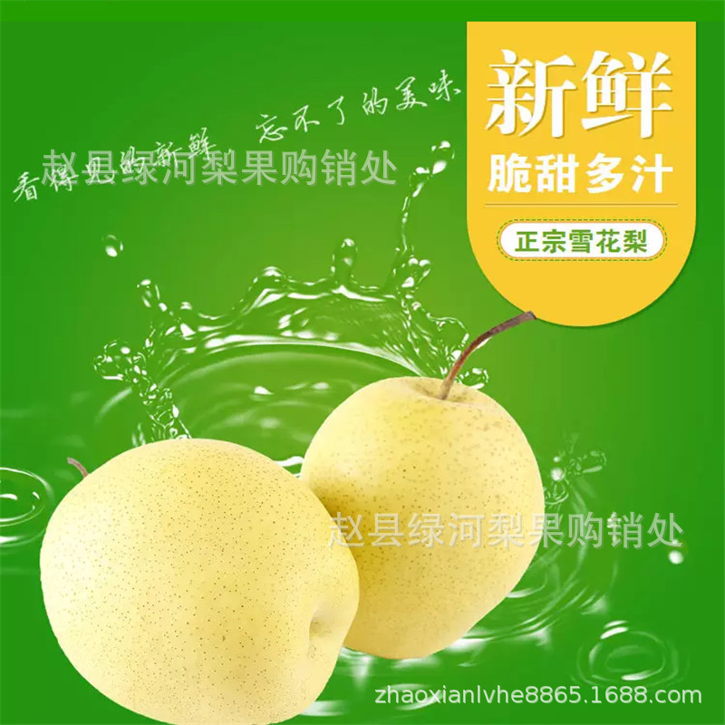 河北赵县冰糖大 雪梨净重9斤 装产地直发 一手货源量大价优|ms