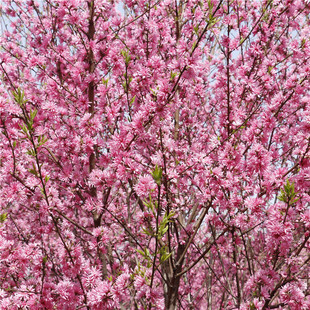 �G����ľ�ջ����� ���ش������l�ջ������� �^�p���o�G���ջ�����