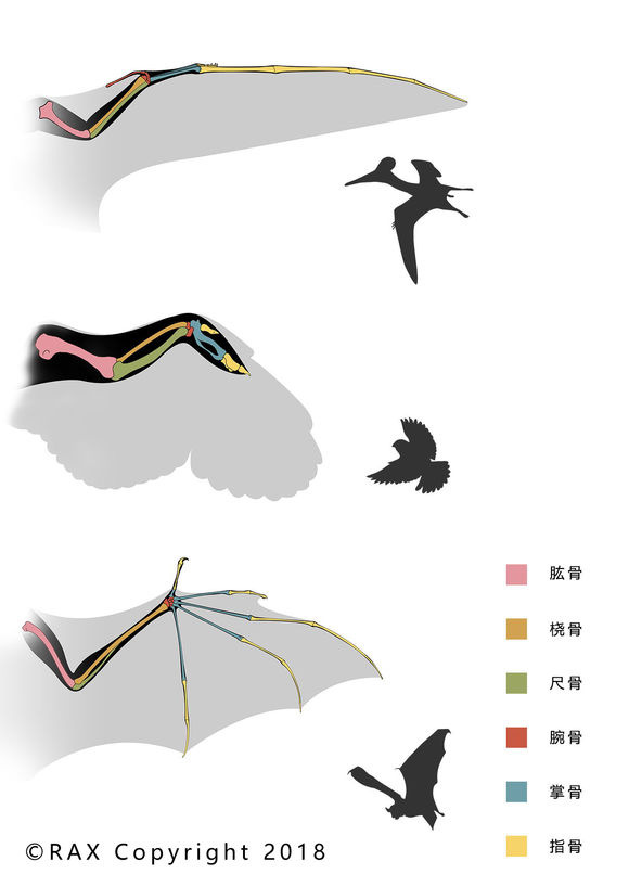 风神翼龙 以羽蛇神之名翱翔 阿里巴巴商友圈 风神翼龙 以羽蛇神之名翱翔 阿里巴巴商友圈