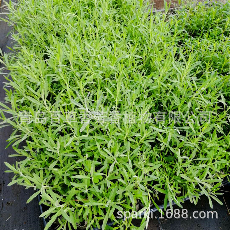 甜薰衣草7_副本