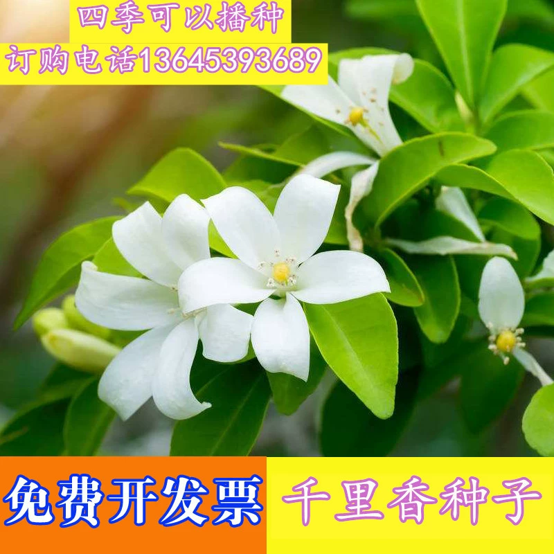 Семена Максим цветы в горшке Qilixiang Wanli ароматный Jiuqiu ароматный золотой османтус ароматные семена цветов