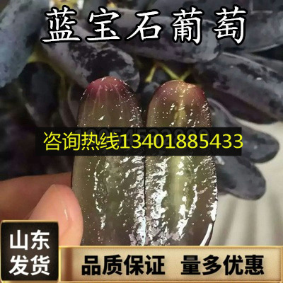 美国甜蜜蓝宝石葡萄苗蓝宝石葡萄树苗南方北方种植地载果树苗