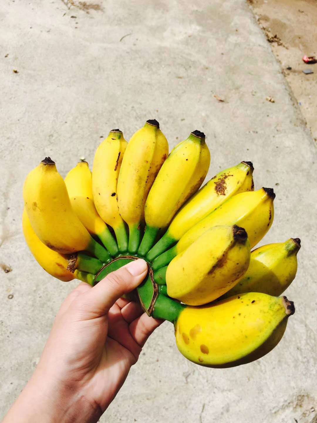 香蕉图片_的香蕉图片大全 - 花卉网
