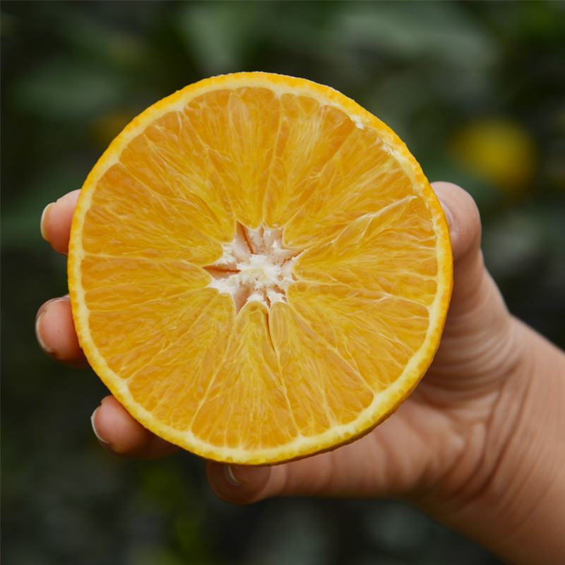 四川现货爱媛果冻橙带箱5斤橙子新鲜当季水果柑橘甜桔子现摘现发
