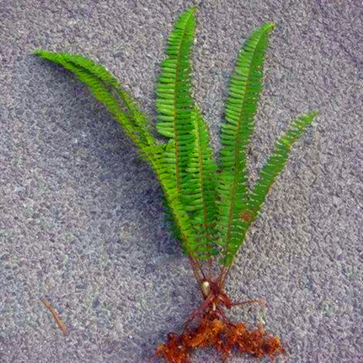 Оптовая почка папоротника многоножка декоративная ценность высокий горшок Бостон Папоротник ребра трава вечнозеленая почка Джуэ