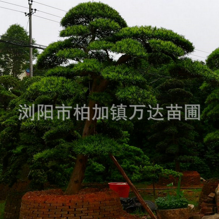 微信图片_20190614151116