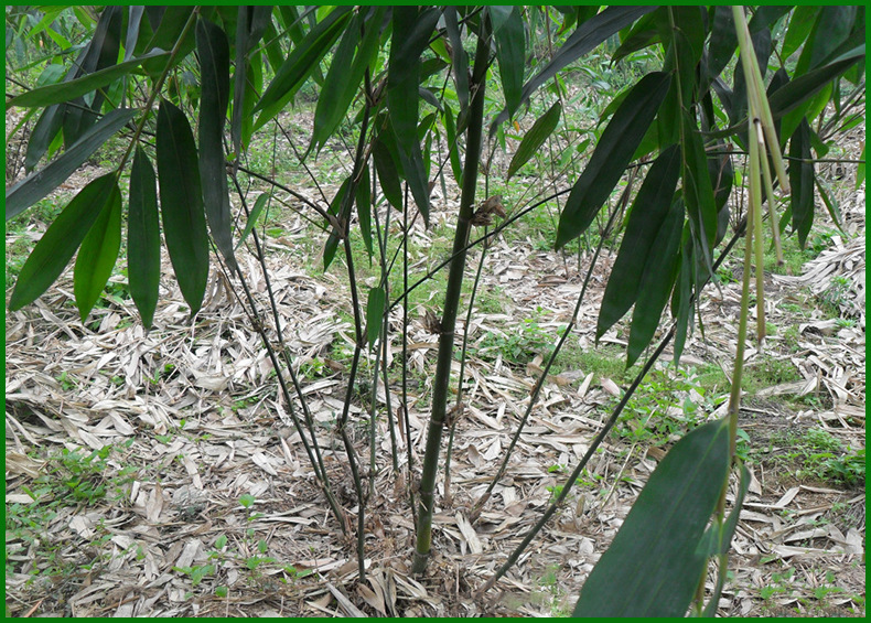 麻竹适合种在什么地方,麻竹种植最佳时间,麻竹能在北方种植吗_大山谷图库