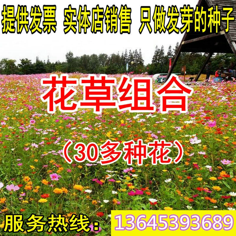 Семена цветов сочетание диких цветов Four Seasons цветение многолетник легко выращивать Живой двор уличные цветы семена хризантемы легко выращивать жить