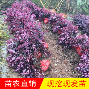 ��Ʒ���й�ľ�t���^ľ�������l����t����ľ�h��ɫ�K�G��������